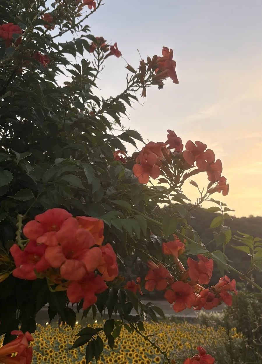 夕空に咲く赤いノウゼンカズラ